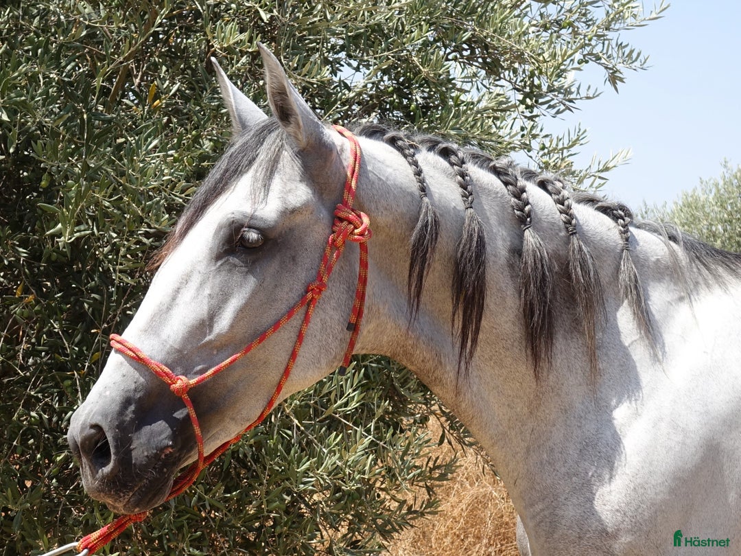 Dressyr hästar till salu: Talangfullt PRE sto i Coín - Annons 9