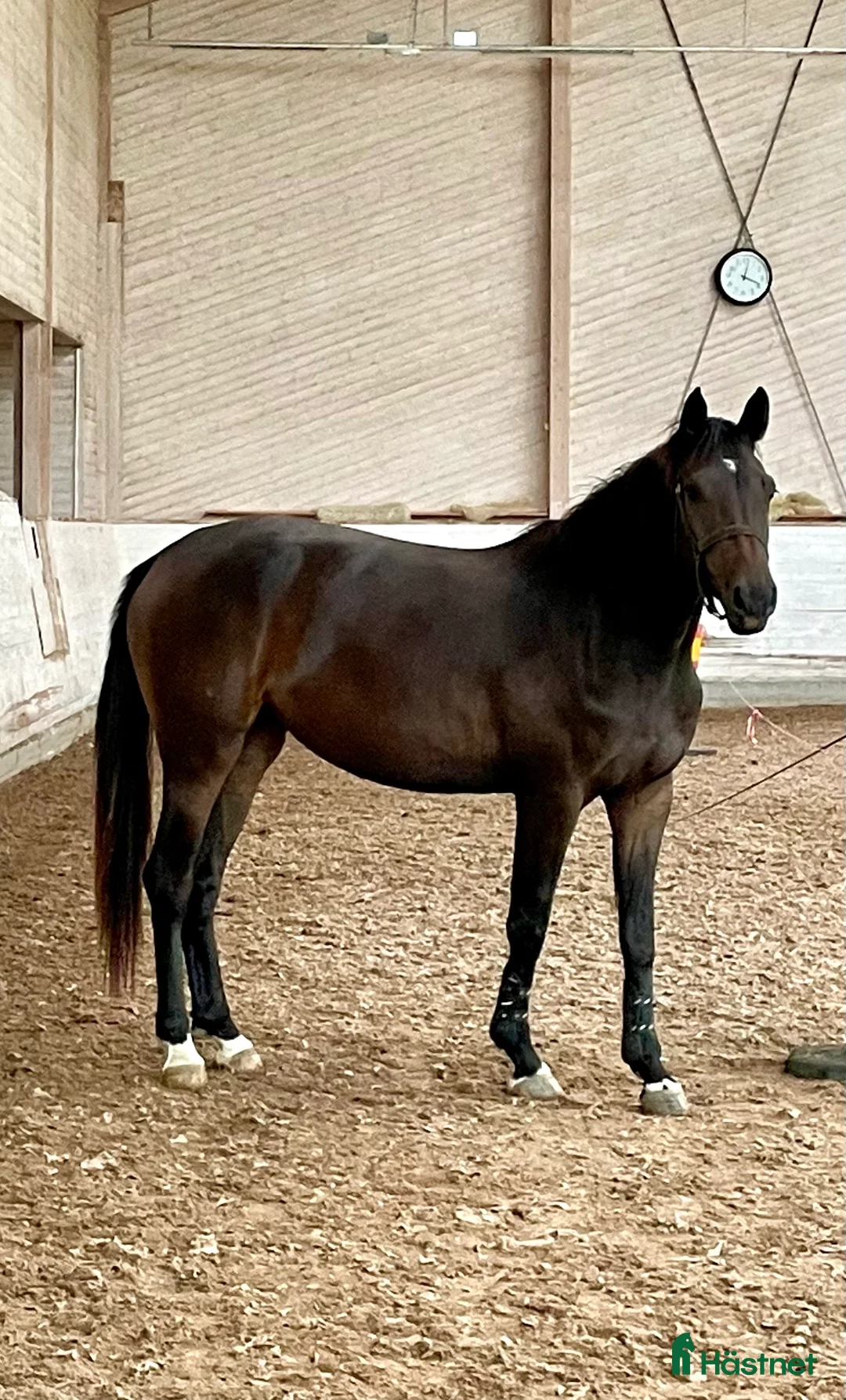 Hoppning hästar till salu: Talangfull unghäst ur prestationsmöderne i Skärholmen - Annons 2
