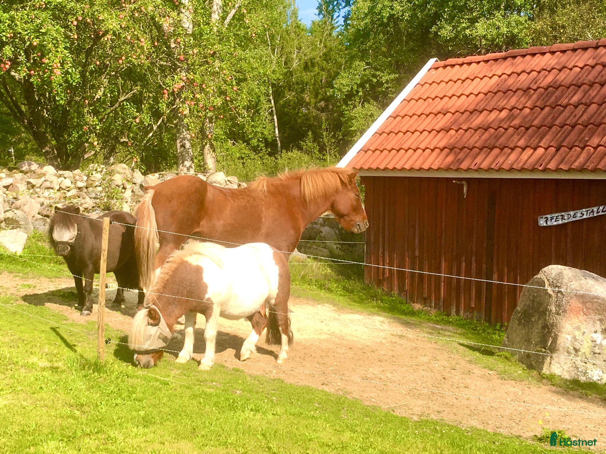  hästar Islandshäst (skogsmulle 😊) sökes  - Annons 1