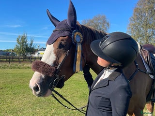 Hoppning hästar till salu: Framtidslöfte i Västervik - Annons 1