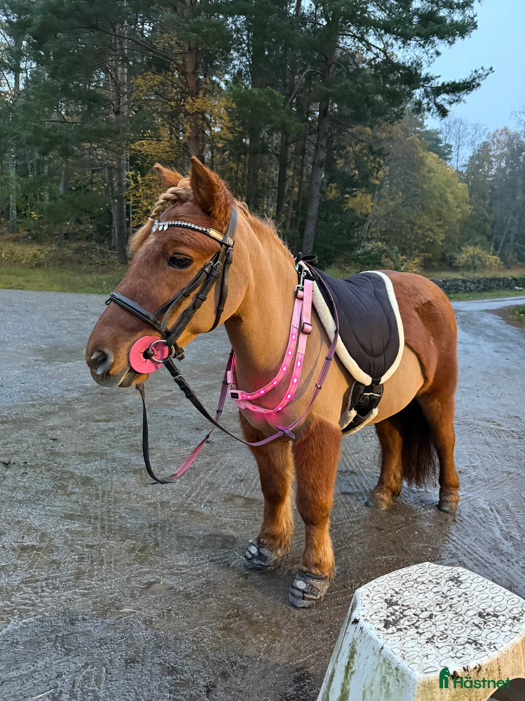  medryttarhäst finnes: Shettis söker ev medryttare 🦄 i Västerhaninge - Annons 2