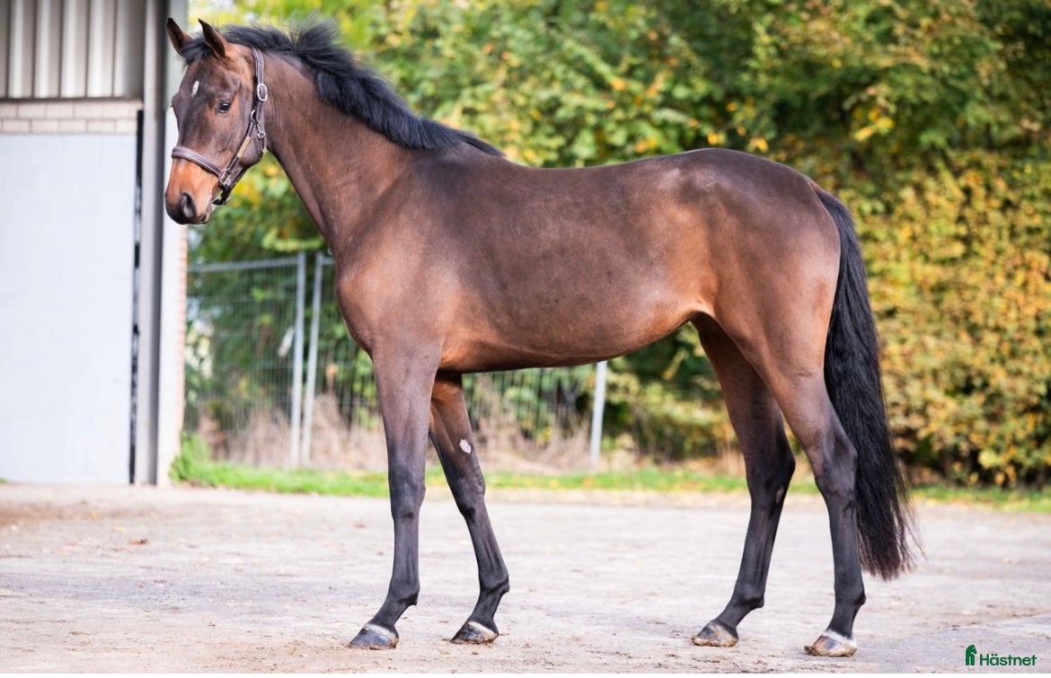  hästar Toppstammad, superatlet för avel - Annons 17