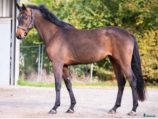 hästar Toppstammad, superatlet för avel i Tystberga - Annons 12