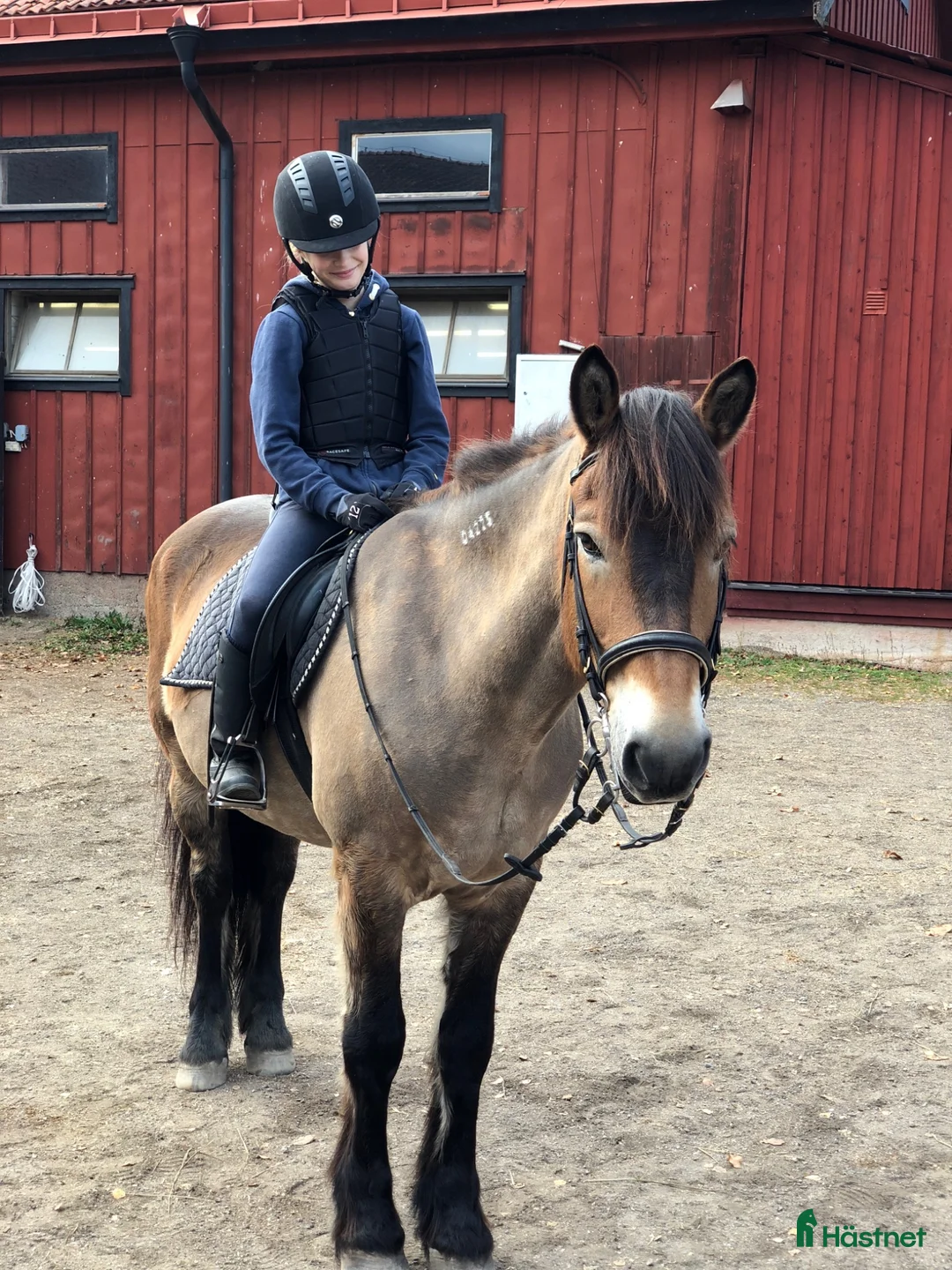  medryttarhäst sökes: Medryttarhäst sökes i Gävleområdet i Gävle - Annons 4