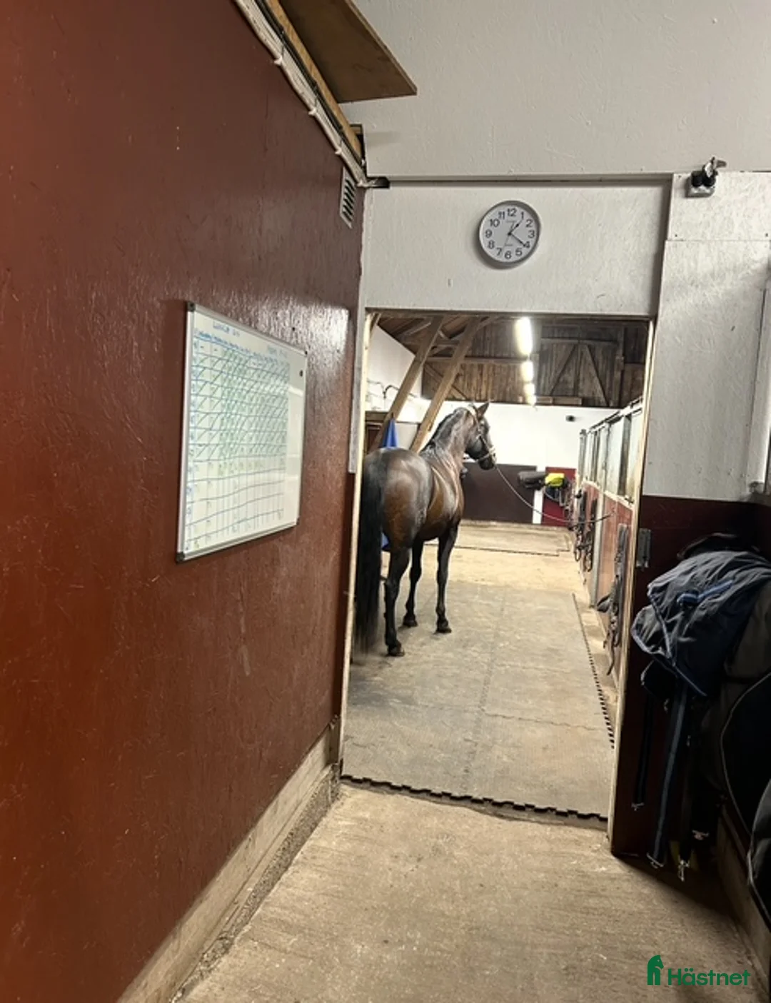  medryttarhäst finnes: Letar efter en go medryttare  i Onsala - Annons 2