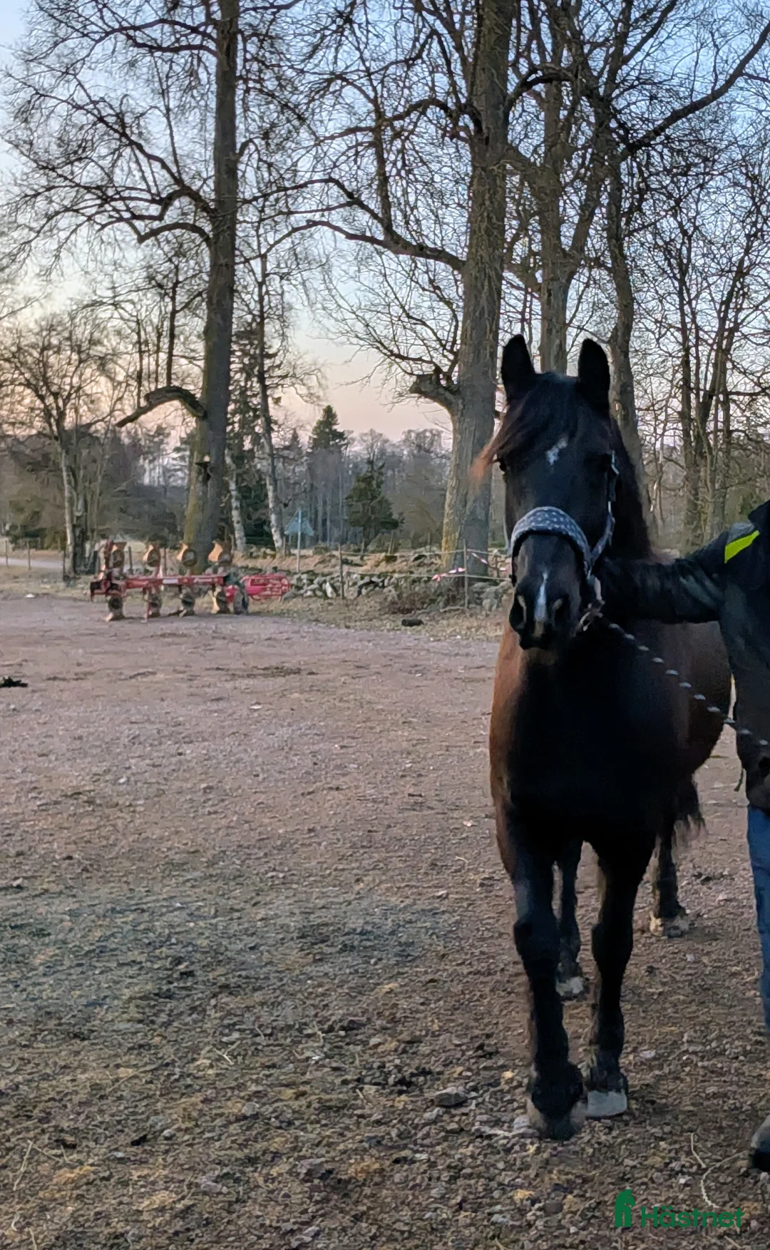 Allround hästar till salu: 6 – årig korsning Fries x Haflinger valack i Värsås - Annons 1