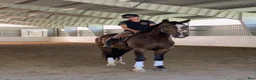 Hoppning hästar till salu: Snygg och cool 4åring med superbra psyke! - Annons 1