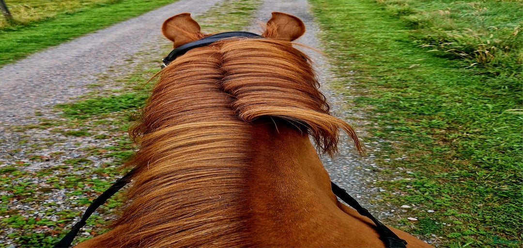 Galleribild {{count}}