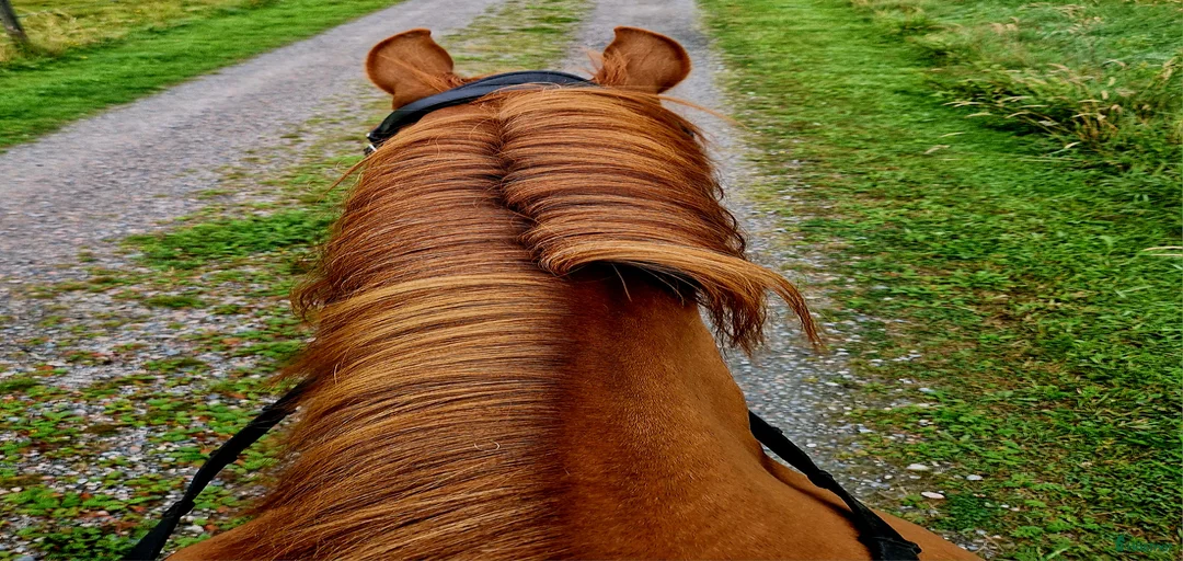 Galleribild {{count}}