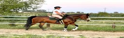 Allround hästar till salu: Mila – 10-Year-Old Beautiful Versatile Family Mare - Annons 5