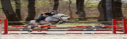Hoppning hästar till salu: Flott sprangponni med stor kapasitet selges! - Annons 1