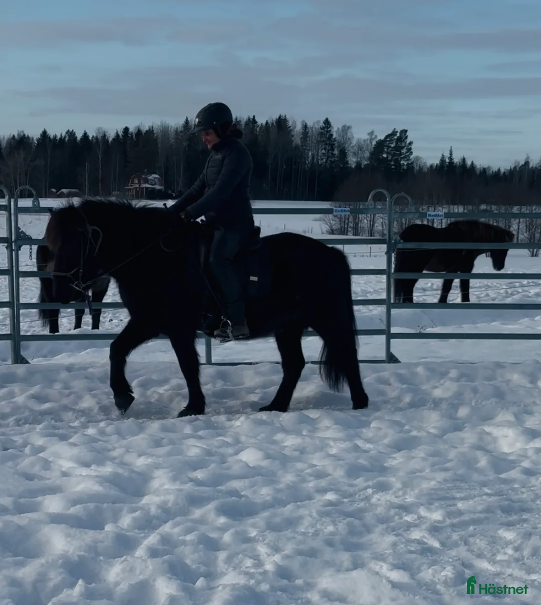 Island hästar till salu: Robust svart pärla född -22. i Söderbärke - Annons 5