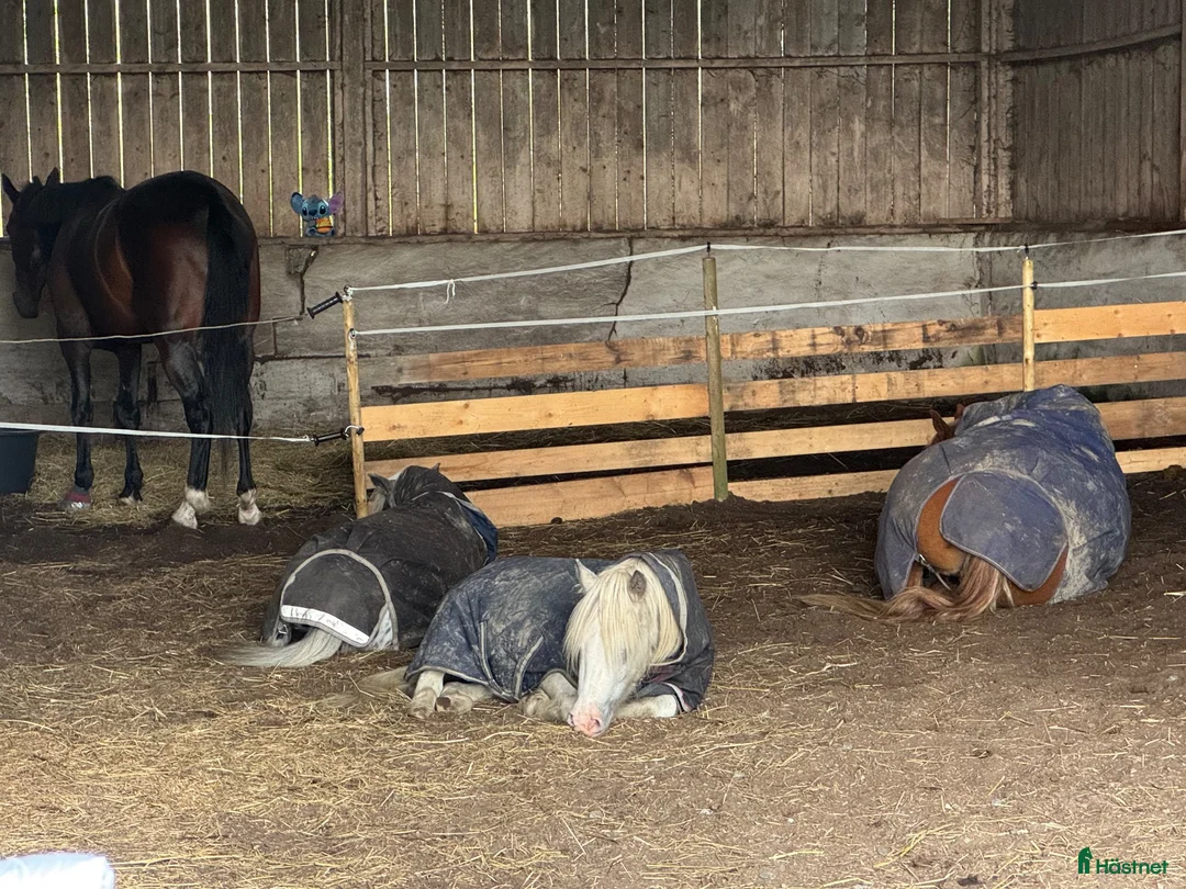  stallplats finnes: Plats på lösdrift i Lindome för valack  - Annons 2