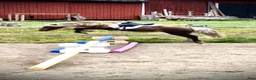 Allround hästar till salu: Tysk Klassisk Ponny, stamtavla, inridning påbörjad - Annons 4