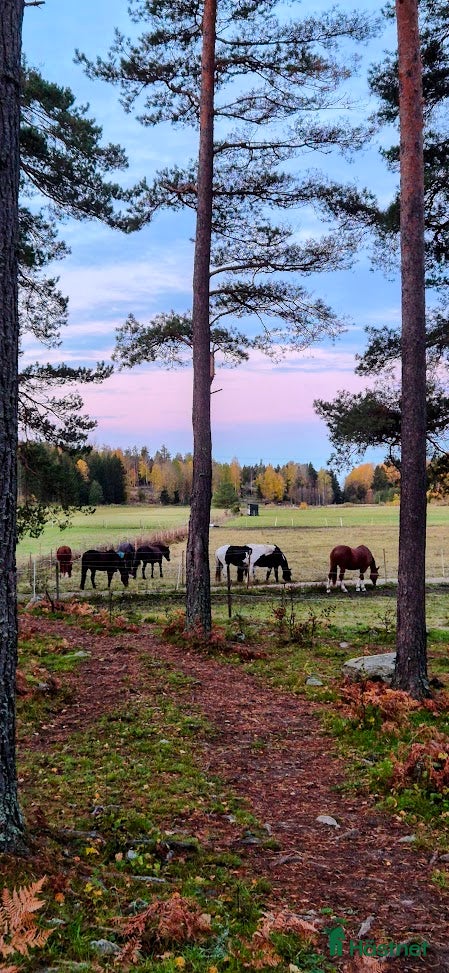  stallplats finnes: Lösdrift i Tullinge - Annons 7
