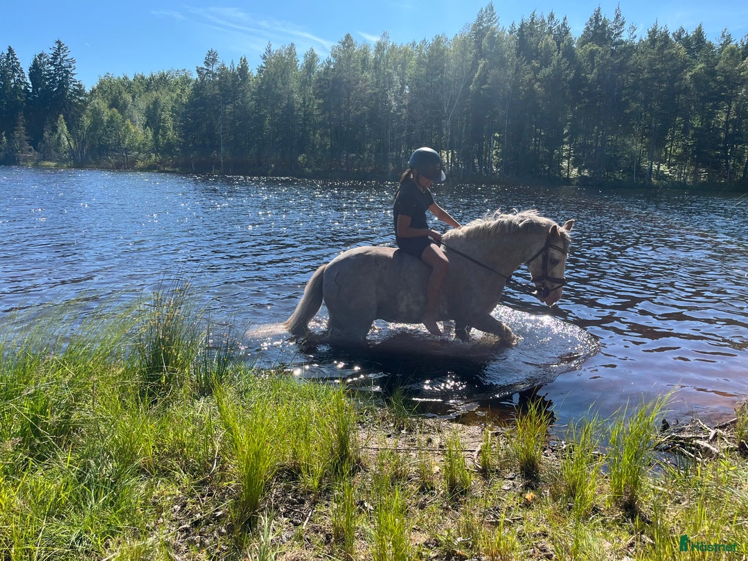 Allround hästar till salu: Snäll B-ponny i Kolmården - Annons 6