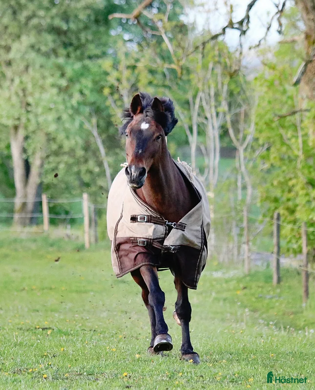  foderhäst finnes: Världens bästa ponny för sällskap/promenadridning - Annons 2