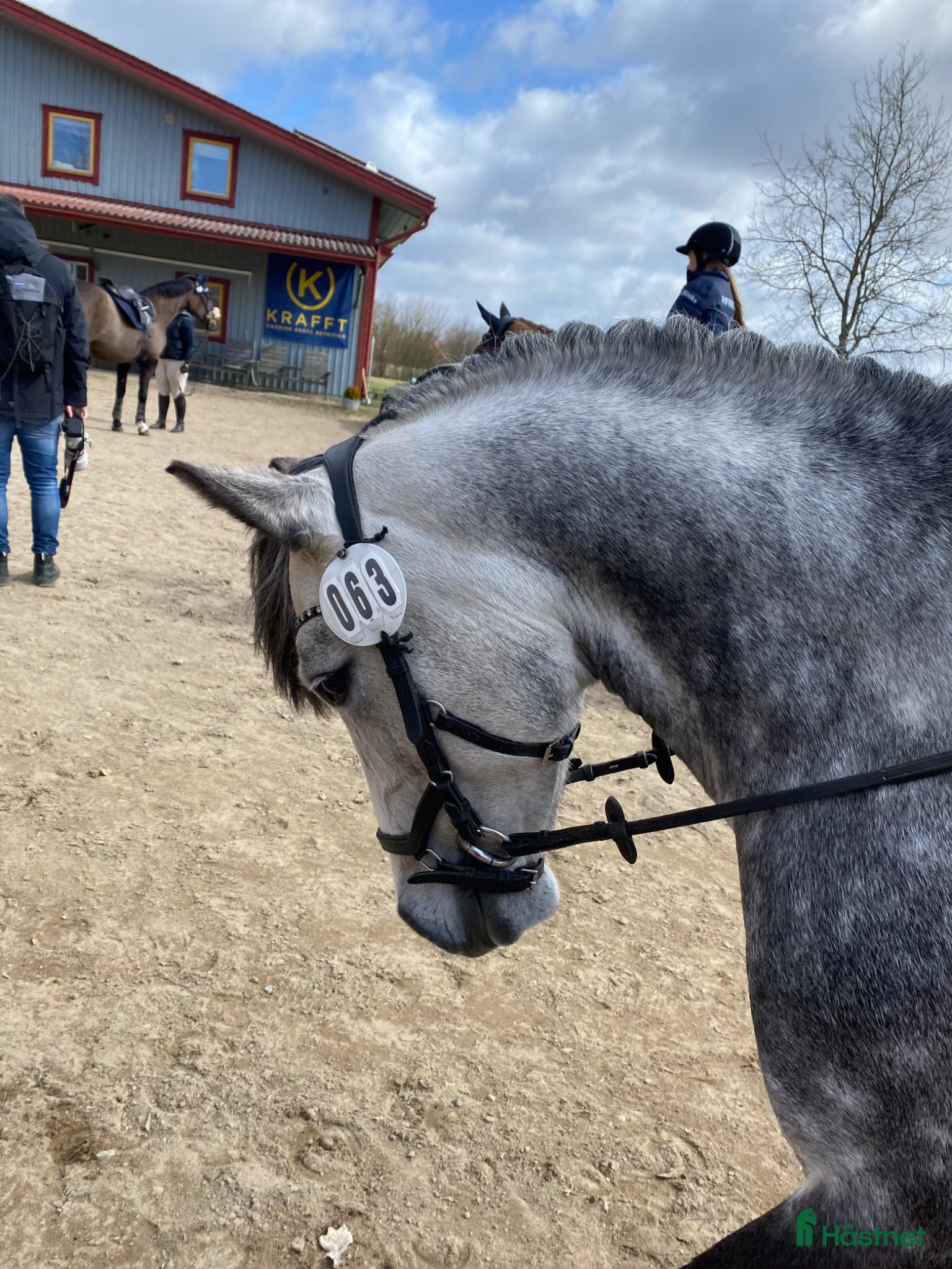 hästar Sockersöt bästa kompis - Annons 2