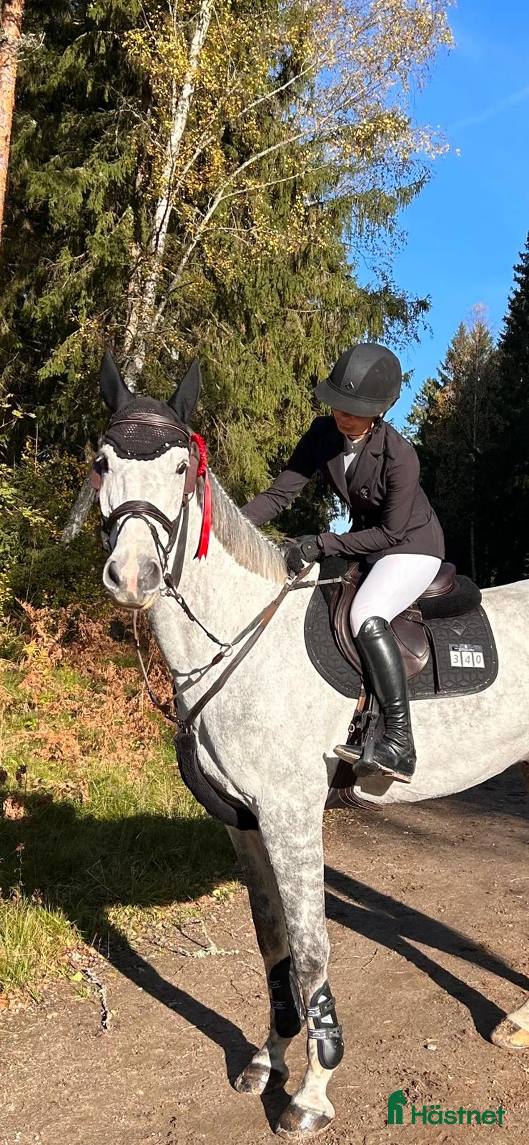 Allround hästar till salu: Snygg, snäll och lyxig allroundhäst. - Annons 2