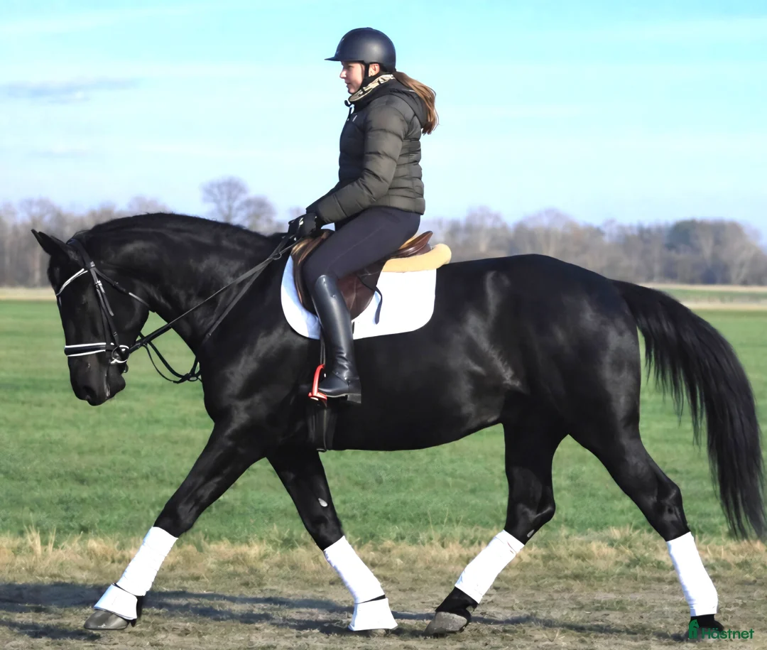 Allround hästar till salu: A real special black Bombproof for New Year - Annons 3