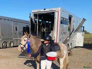 hästar Snäll B-ponny i Kolmården - Annons 13