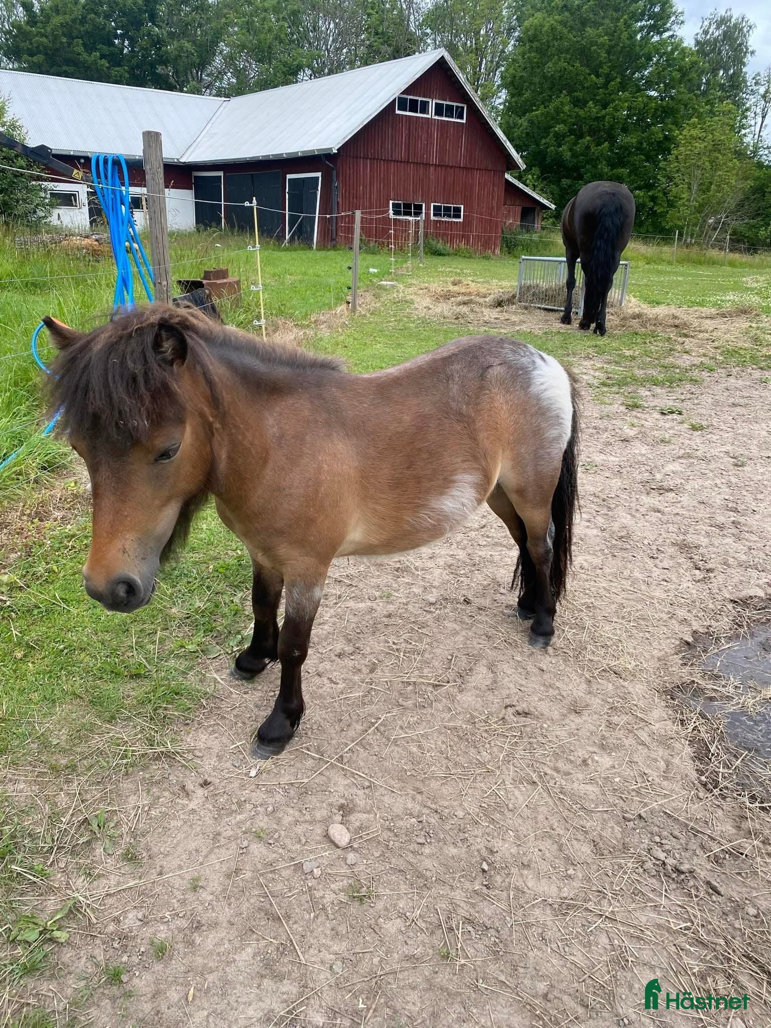  hästar Shetlandsvalack  - Annons 10