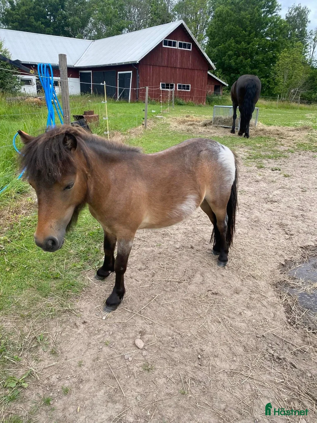 Allround hästar till salu: Shetlandsvalack  i Ulrika - Annons 1
