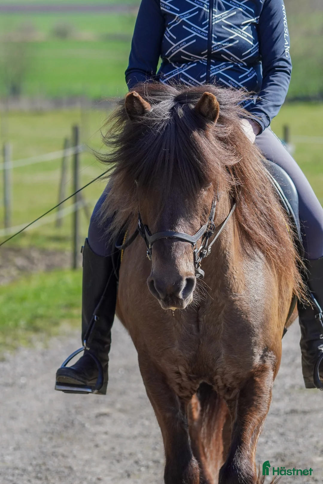 Island hästar till salu: Trevlig islandsvalack – fin läromästare  - Annons 2