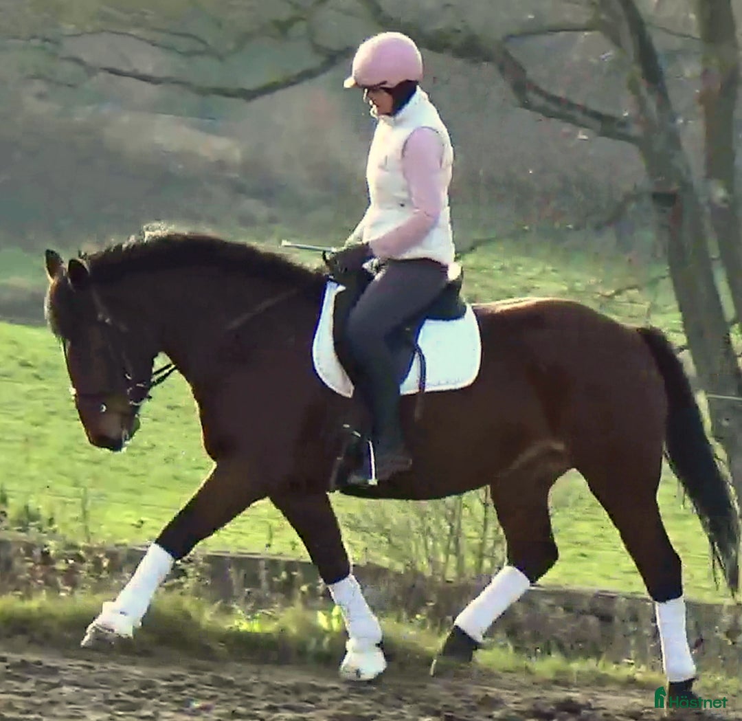 Allround hästar till salu: Gorgeous, sweet and ready for anything allrounder i Örsundsbro - Annons 6