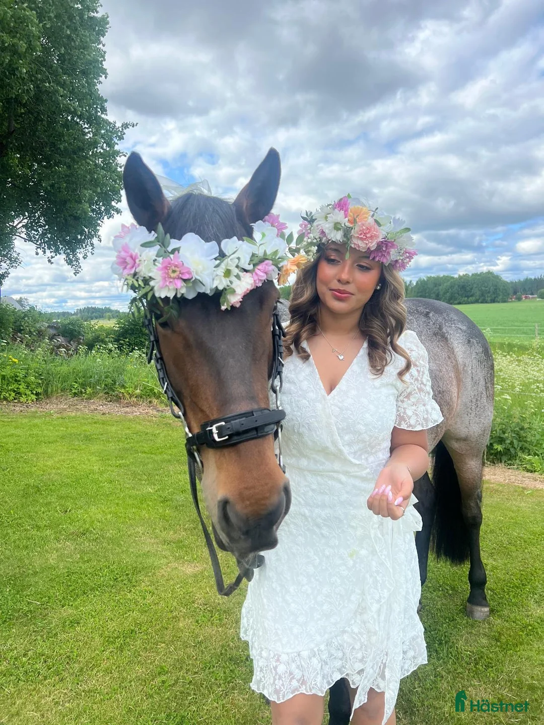 Hoppning hästar till salu: Världens snällaste C-Ponny - Annons 2