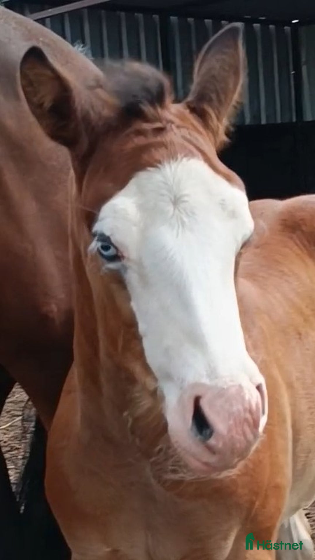 Western hästar till salu: Reining/Ranch horse i Tidaholm - Annons 2