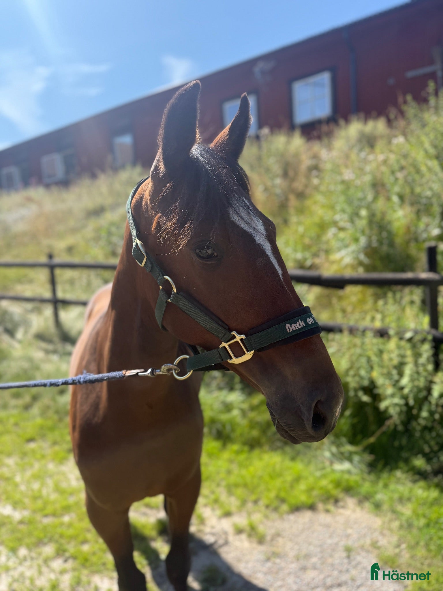  hästar 1 års val e Hayden Hanover - Annons 1