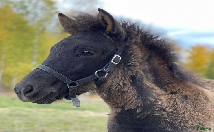  hästar i Falun - Annons 17