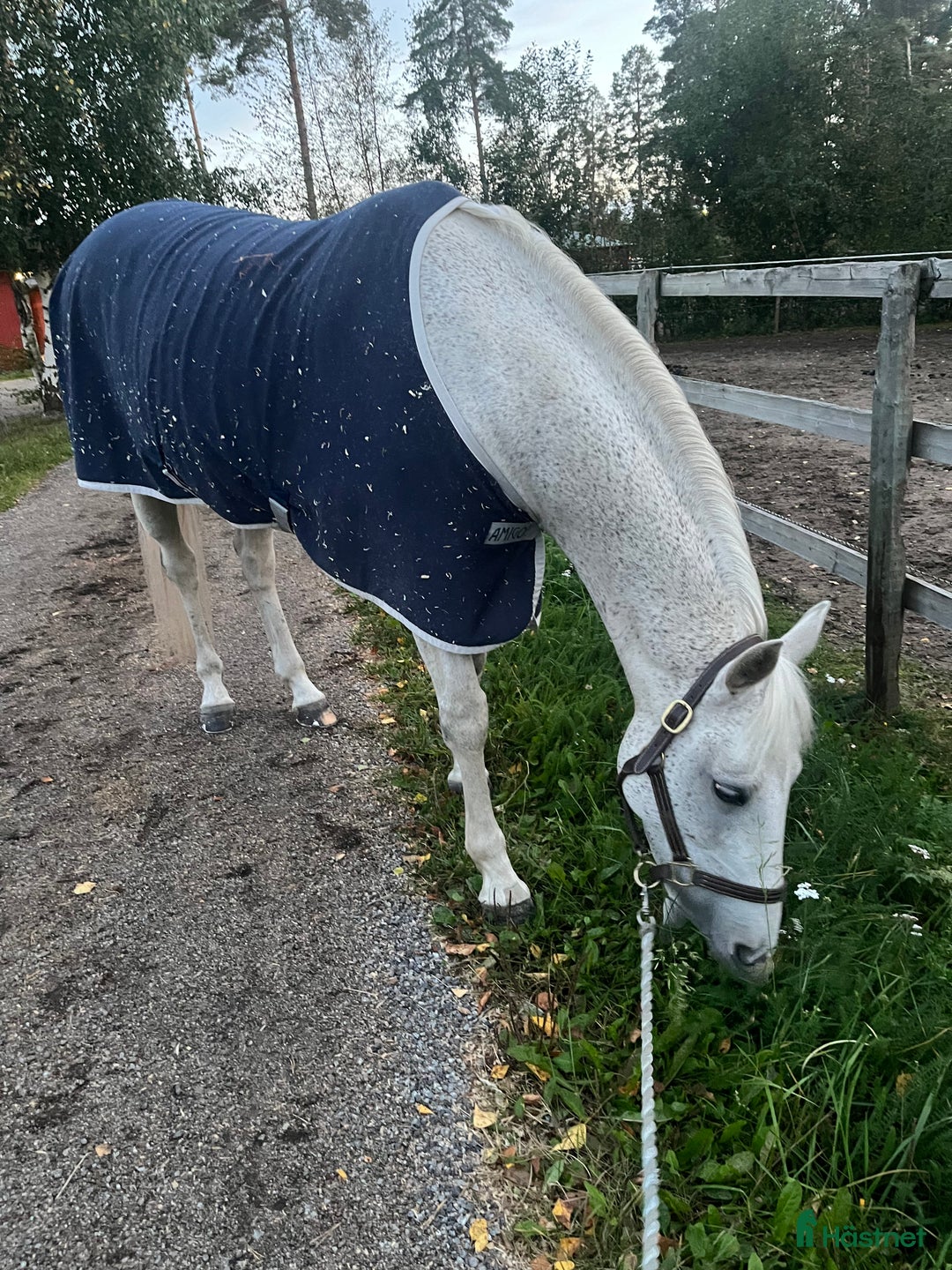 Allround hästar till salu: Fint D-ponny sto för hobbyryttare i Järna - Annons 3