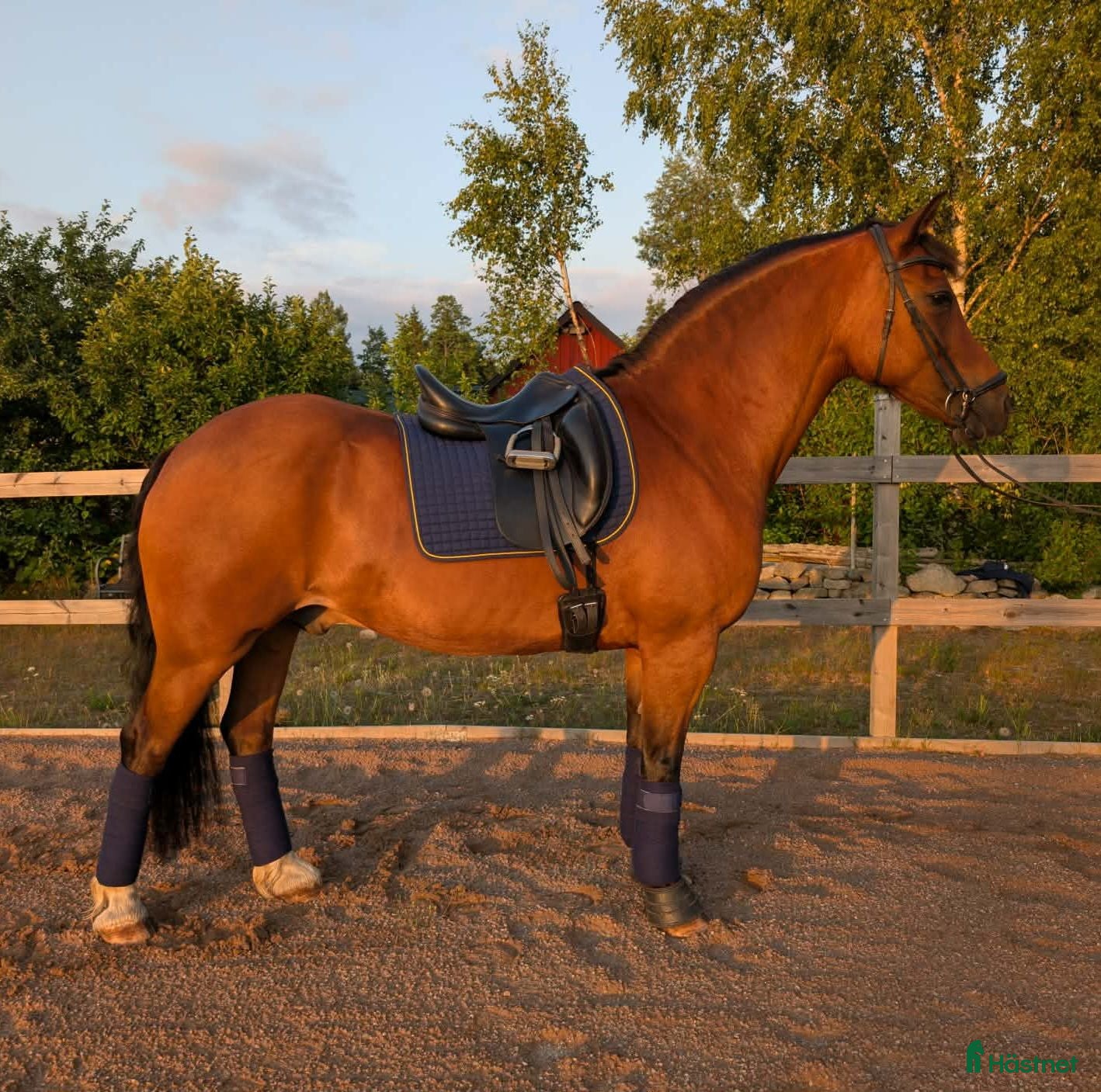  hästar Vacker Welsh Cob valack - Annons 1