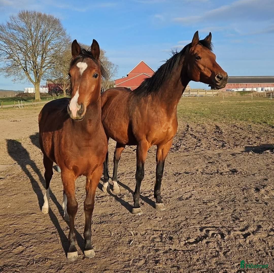 Western hästar till salu: Vackert socialt quarter sto i Värsås - Annons 4