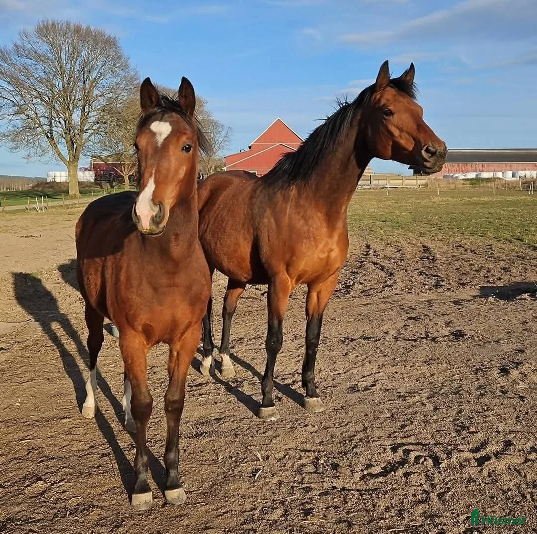 Western hästar till salu: Vackert socialt quarter sto i Värsås - Annons 4