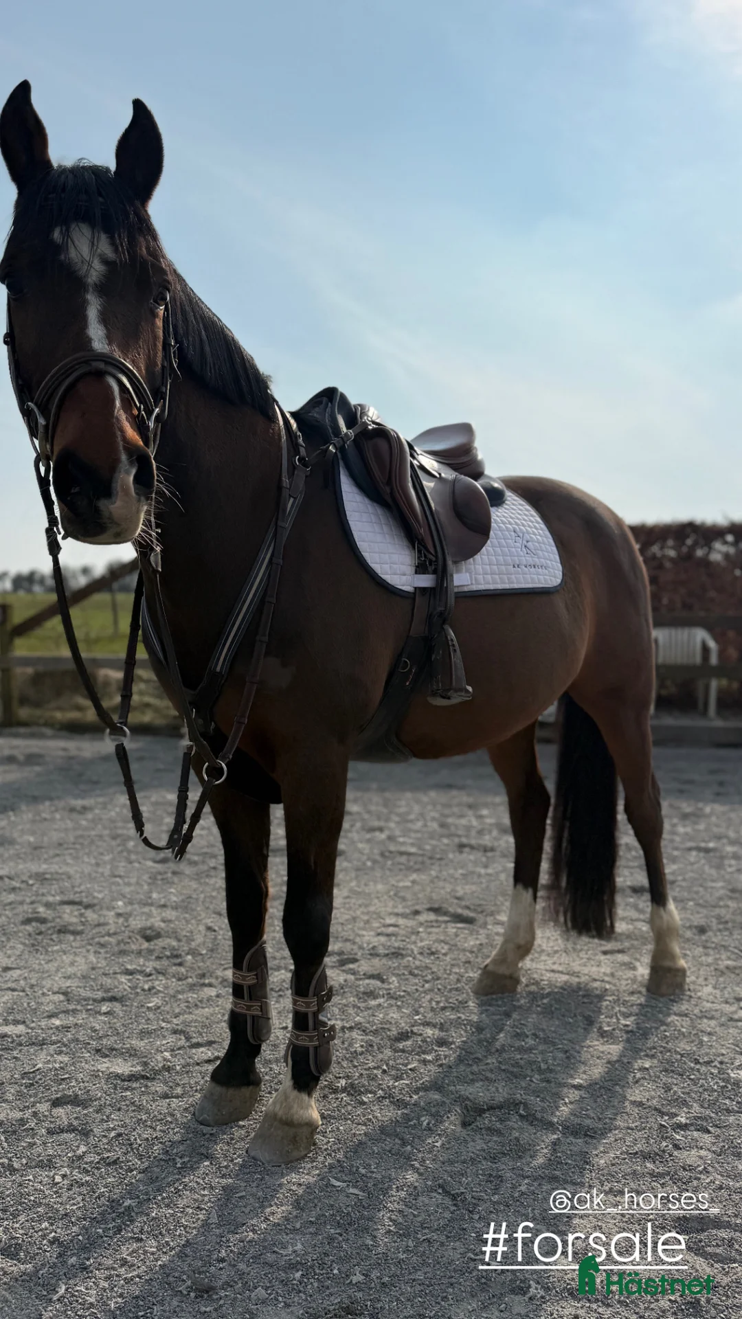 Allround hästar till salu: Allround pony forsale  - Annons 4