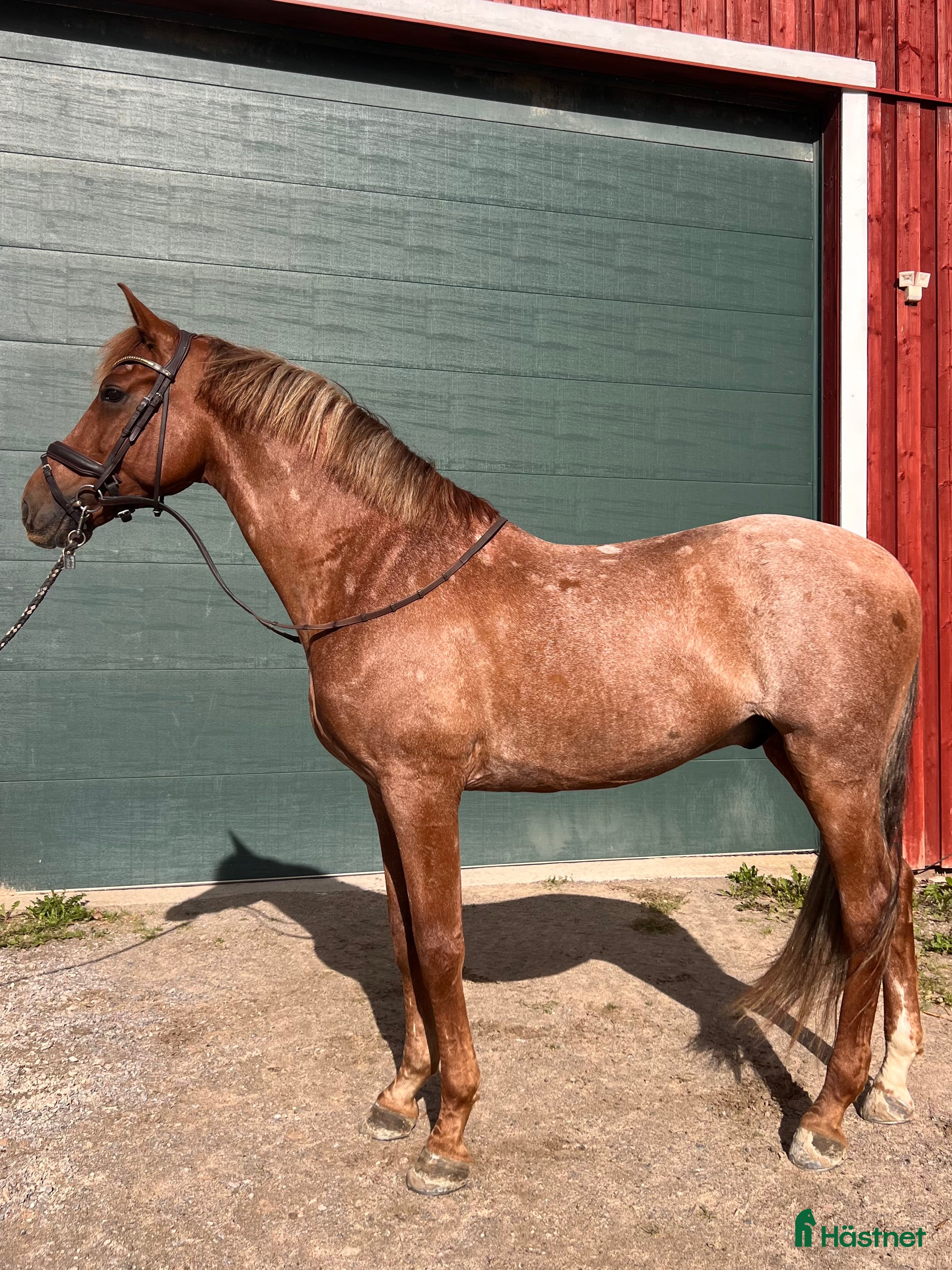  hästar Välutbildad PRE valack i Varberg - Annons 19