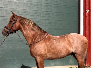 Dressyr hästar till salu: Välutbildad PRE valack i Varberg - Annons 3