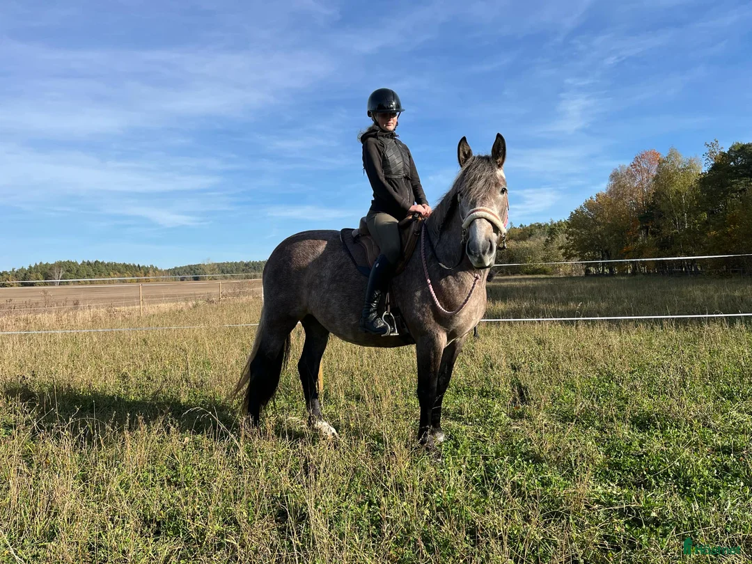 Working Equitation hästar till salu: PRE korsning Framtida bästa vännen. - Annons 18