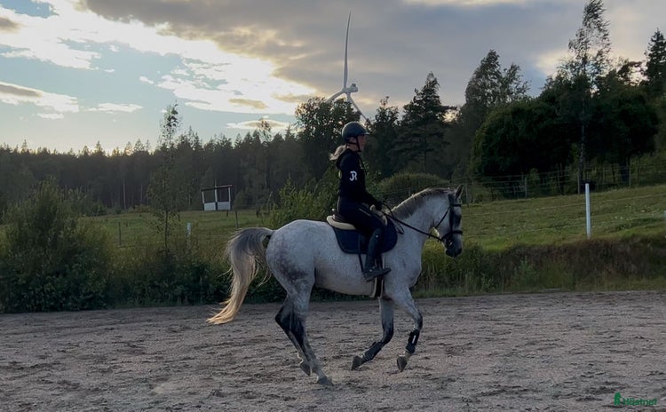  hästar i Strömstad - Annons 4