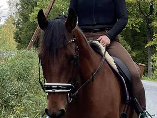 hästar Lasse söker hem med uteritter och ev körning i Åkersberga - Annons 1