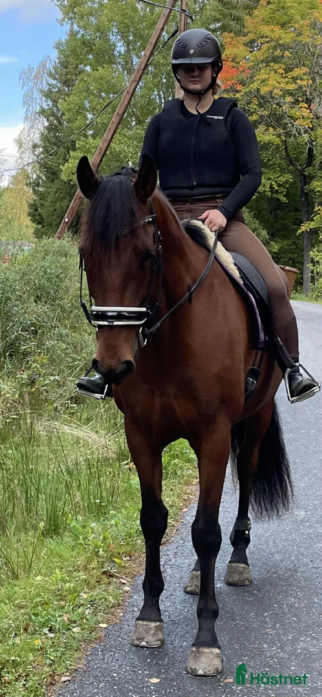 Allround hästar till salu: Lasse söker hem med uteritter och ev körning - Annons 1