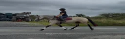 Allround hästar till salu: Beautiful Connemara mare! - Annons 5