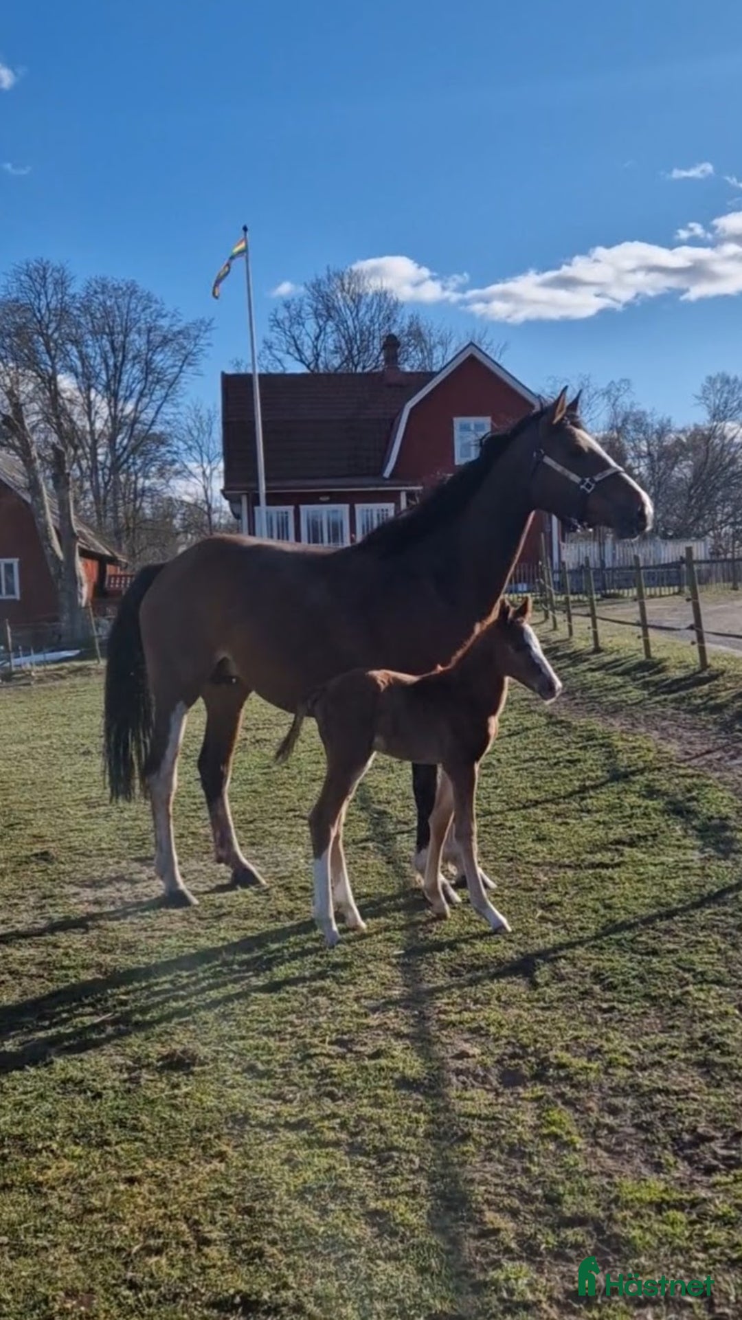 Avelshästar hästar till salu: Avelssto e.Balou du Rouet dräktig m Caribbean Blue i Hässleholm - Annons 1