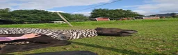 Island hästar till salu: Julius, Julle  i Munka-ljungby - Annons 3