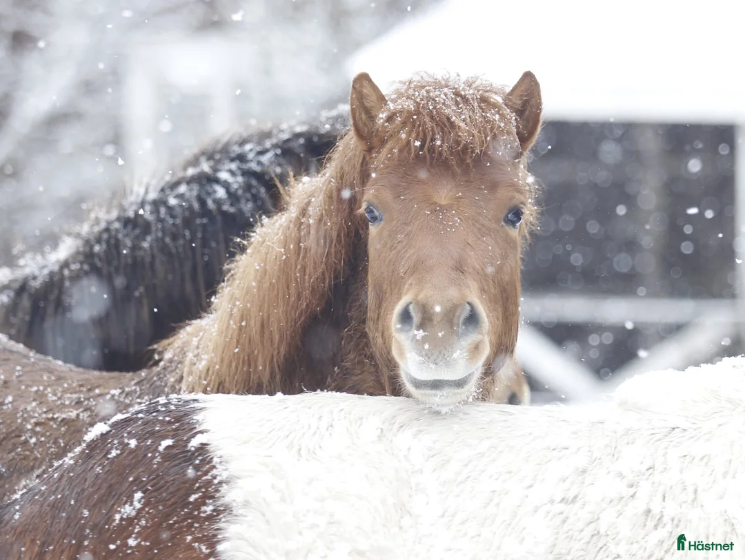 Trav hästar till salu: Russ med Fantom och Tyson i stammen  - Annons 2