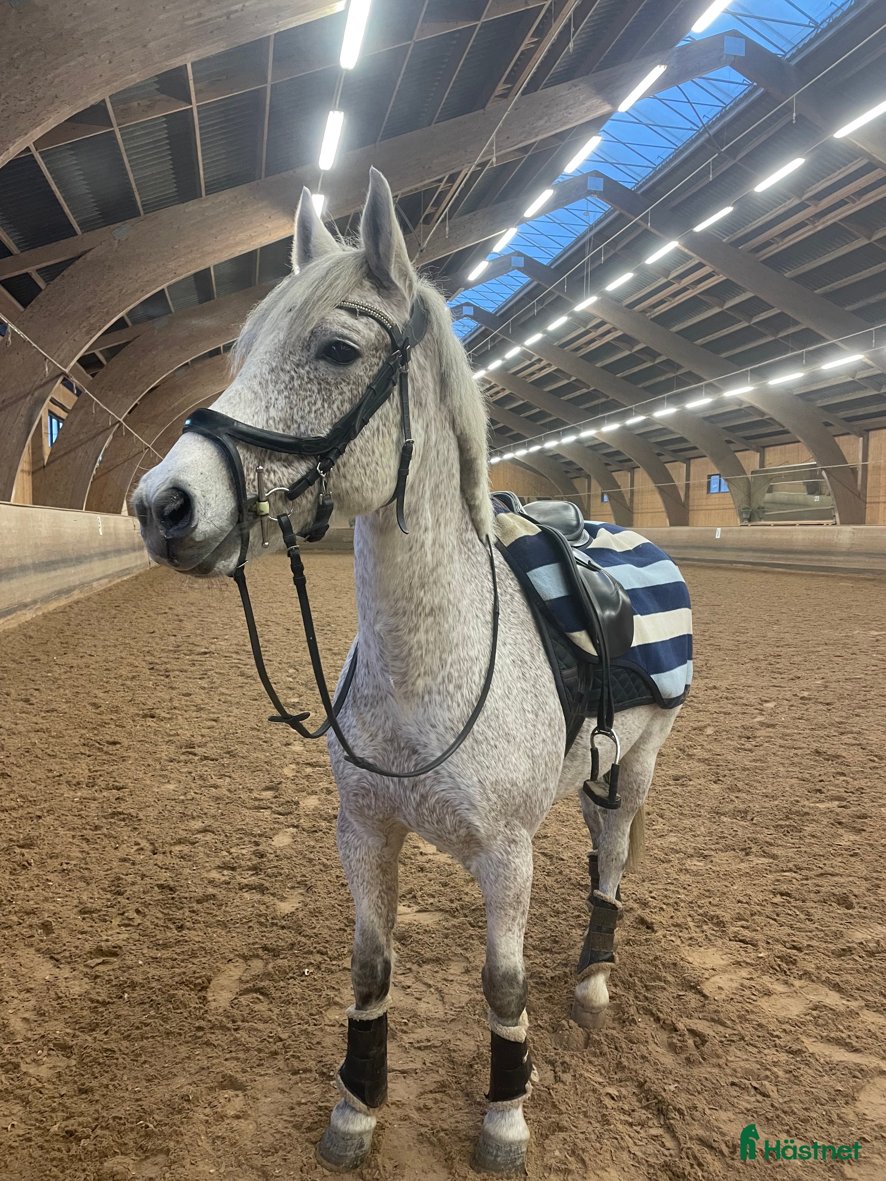  hästar Söker snäll storhäst i Tyresö - Annons 4