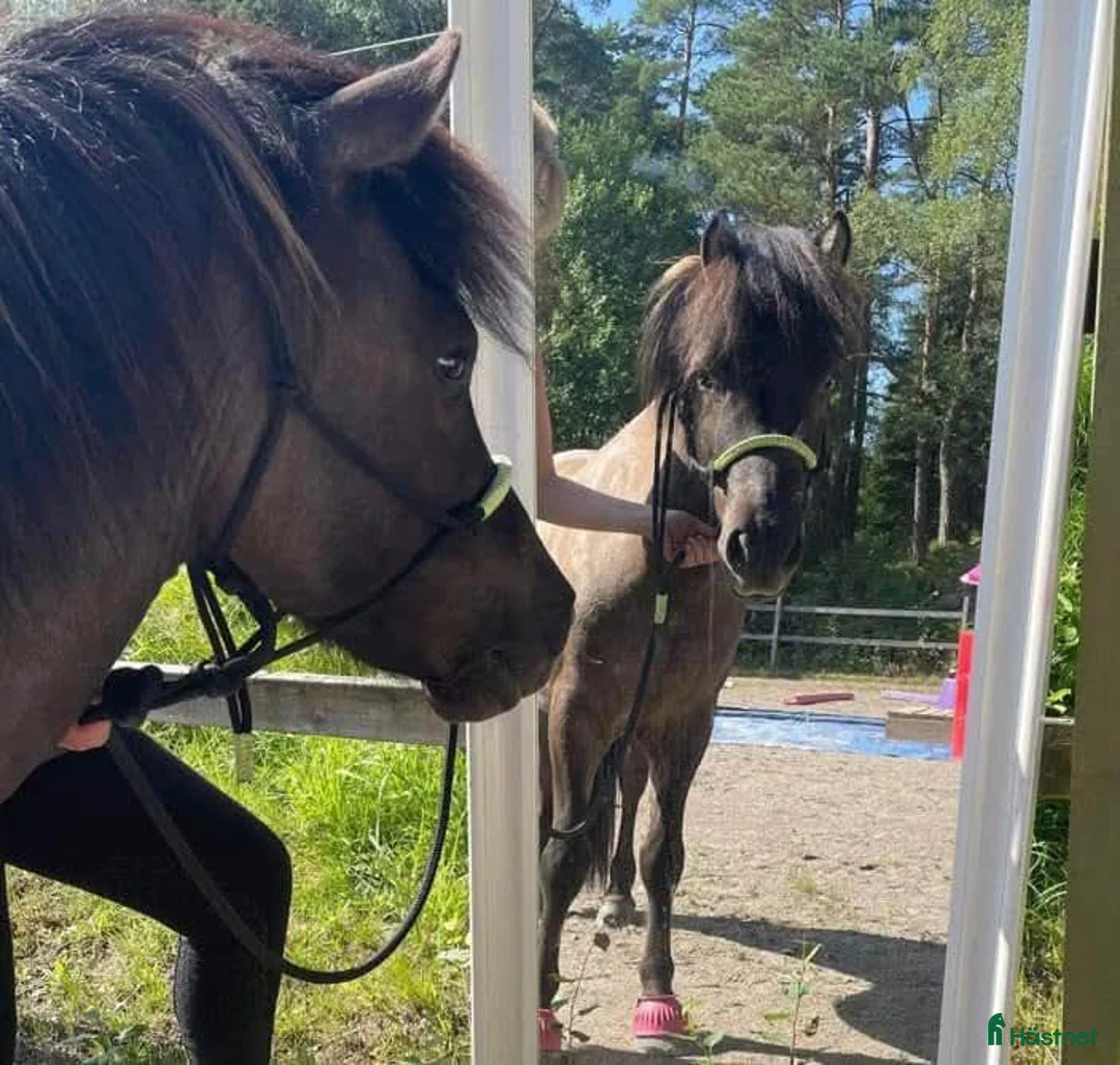 Island hästar till salu: Mysig valack som vill bli någons bästa vän i Floda - Annons 7